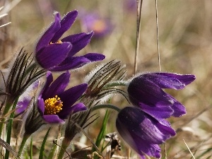 Meadow, pasque