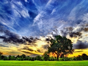 Meadow, trees, Sky, clouds