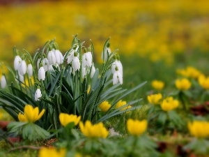 Meadow, snowdrops