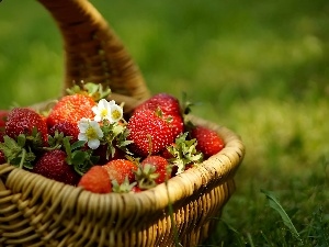 strawberries, Meadow, basket