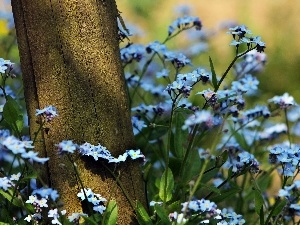 trees, Meadow, Forget