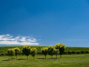 viewes, Meadow, trees