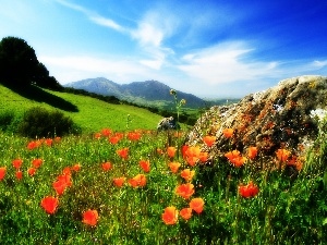 Meadow, red weed, Mountains