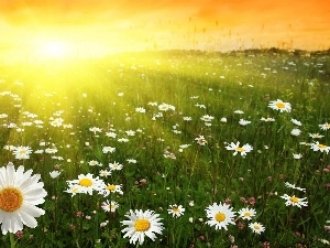 Meadow, daisy, Great Sunsets