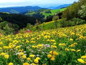 woods, Meadow, Mountains