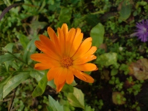 Marigold, medical, Orange