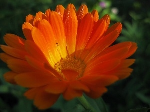 medical, Marigold