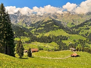 medows, woods, Alps, pens, Austrian