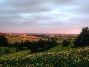 medows, Nice sunflowers, field