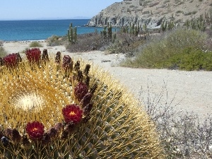 Mexico, Katalina Island, flower, Cactus
