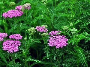 milfoil, Flowers