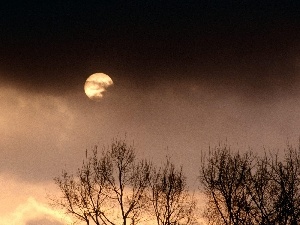 moon, trees, evening, vertices