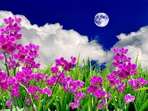 moon, clouds, Flowers, orchids