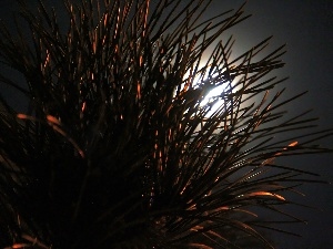 Night, moon, spruce