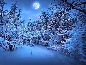 moon, viewes, winter, trees