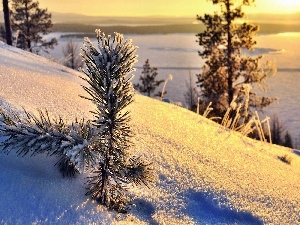 morning, pine, snow, twig