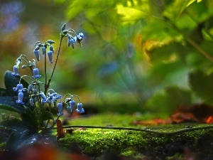 Moss, ringtones, Blue, Flowers