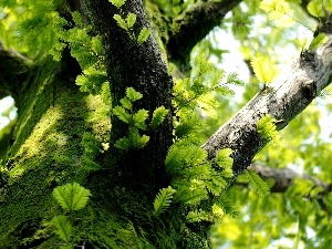 Moss, Leaf, trees, trunk, branch pics