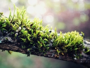 Moss, branch