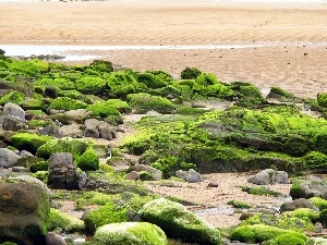 Covered, moss, Stones