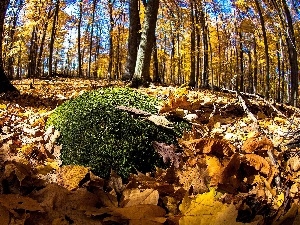 Moss, Leaf, forest, autumn
