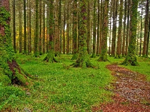 Moss, viewes, forest, grass, trees