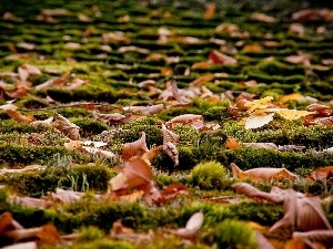 Moss, Leaf