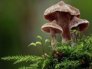 Moss, mushrooms