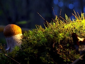 Moss, Mushrooms