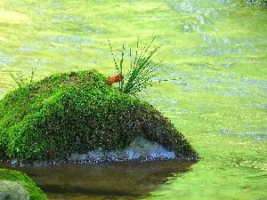 Stone, Moss, River