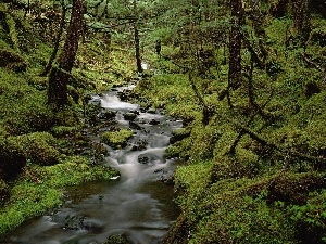 Moss, Forest, stream, ##