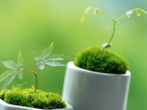 tea, Moss, seedlings