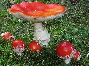 toadstools, Moss, mushrooms