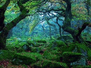 Moss, Stones, trees, viewes