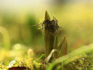 tulips, Moss, Leaf