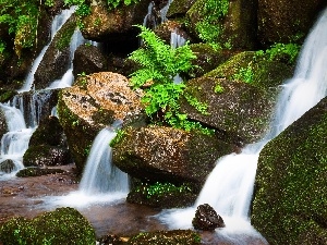 mosses, fern, waterfall, Stones
