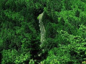 motor car, Way, Beatyfull, forest