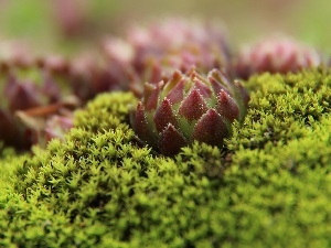 Mountain, lichens, The herb