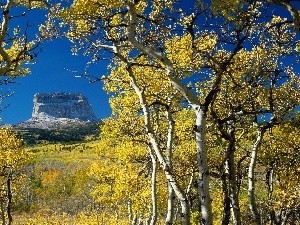 autumn, Mountains, birch