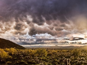 Cactus, Mountains, clouds