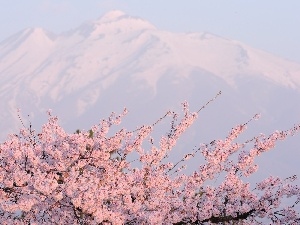 Mountains, cherry