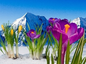 Mountains, crocuses