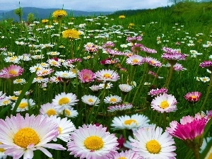 daisies, Mountains, Meadow