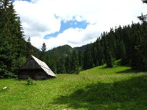 Mountains, forest, grass, cottage