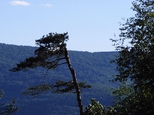 landscape, Mountains, trees