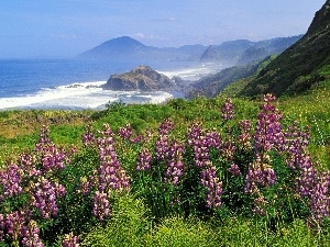 lupine, Mountains, sea