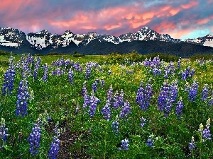 Mountains, lupine, Meadow, Flowers