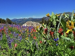 Mountains, Flowers, Sierra Nevada, Meadow, California