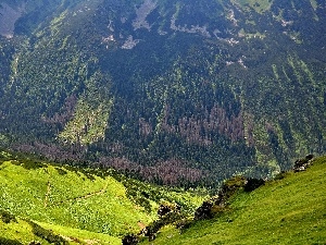Mountains, slope, Poland, carpathians