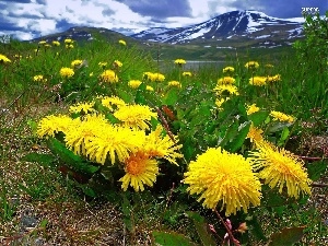 puffball, Mountains, Meadow